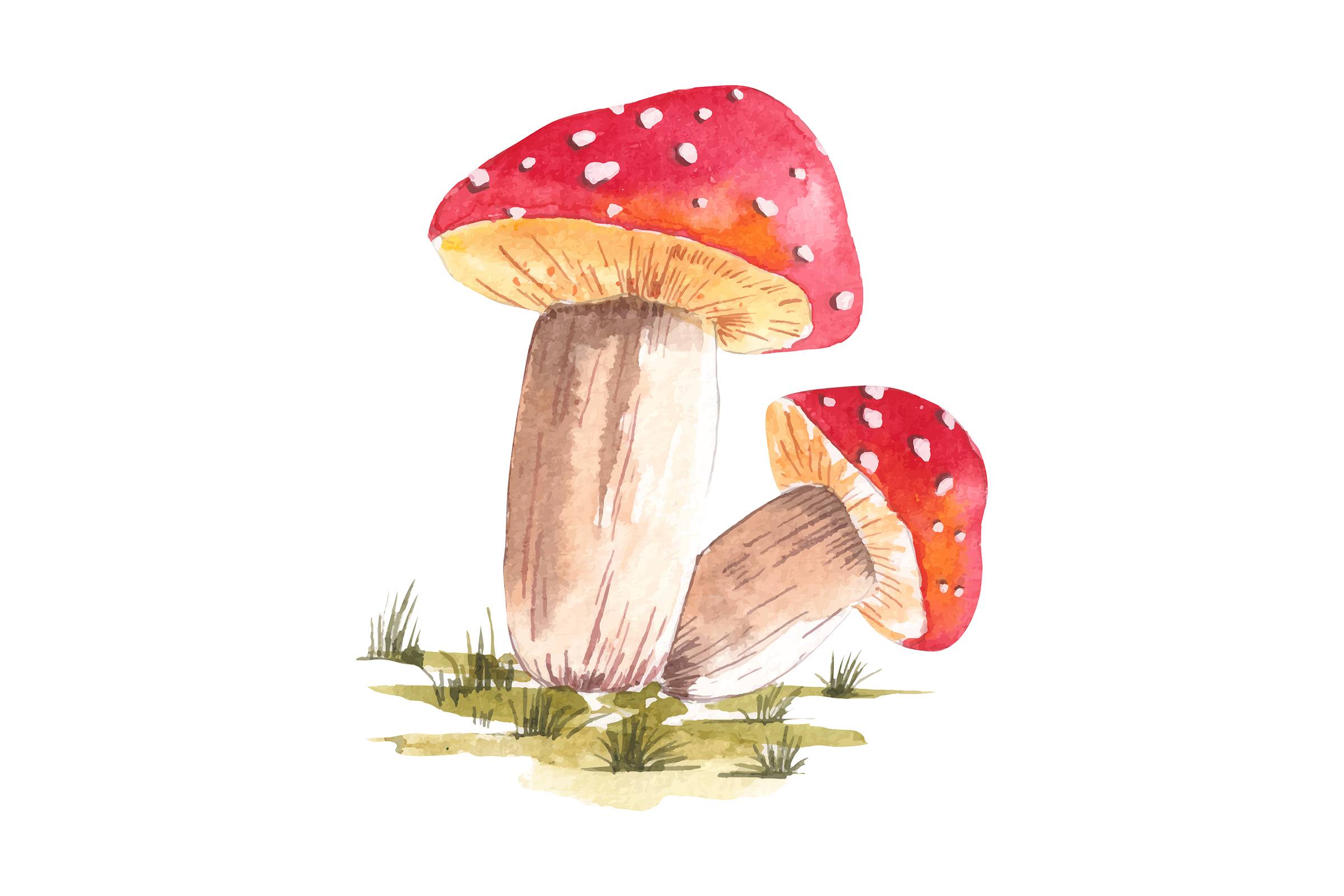 Watercolor illustration of a set of red mushrooms drawn by hand with watercolors